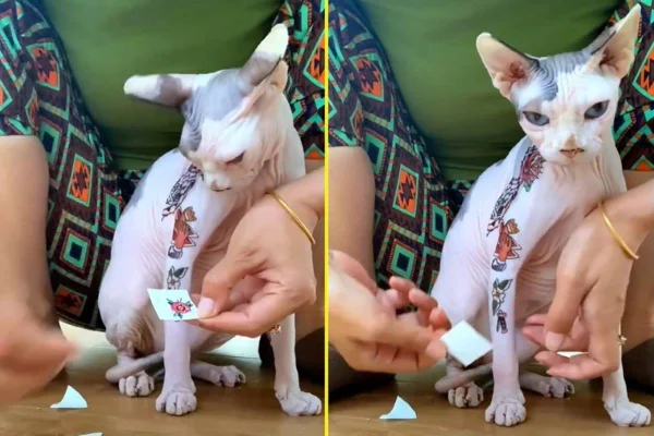 Foto colorida de um gato tatuado-Metrópoles