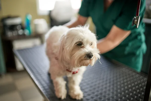 Ccahorro branco da raça maltês ao lado de uma profissional em clínica veterinária