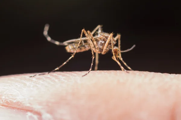 Foto colorida com zoom de mosquito 'atacando' - Metrópoles.