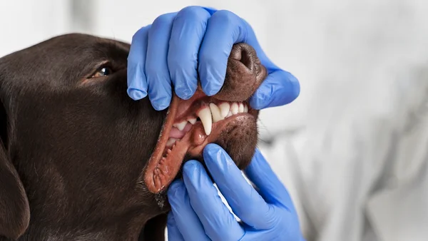 Foto colorida de veterinário olhando boca de pet