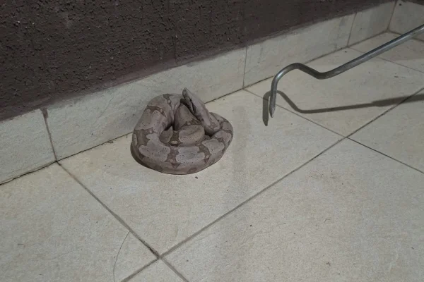 Foto de jiboia dentro de casa