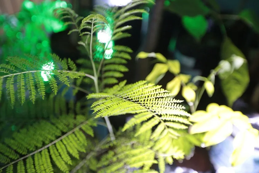 Outra ação muito importante é o Plante Água. Dez mil mudinhas serão plantadas no povoado Olhos D'água, próximo à cidade goiana de Alexânia, logo após o Fórum. As pessoas podem adotar uma delas e acompanhar o desenvolvimento por meio de fotos, vídeos e relatórios Outra ação muito importante é o Plante Água. Dez mil mudinhas serão plantadas no povoado Olhos D'água, próximo à cidade goiana de Alexânia, logo após o Fórum. As pessoas podem adotar uma delas e acompanhar o desenvolvimento por meio de fotos, vídeos e relatórios