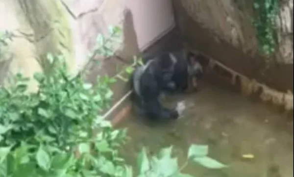 Vídeo: gorila é morto após arrastar criança de quatro anos em jaula