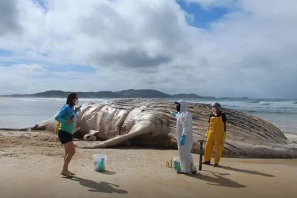 Foto colorida de baleia encalhada em praia com três pessoas ao redor - Metrópoles