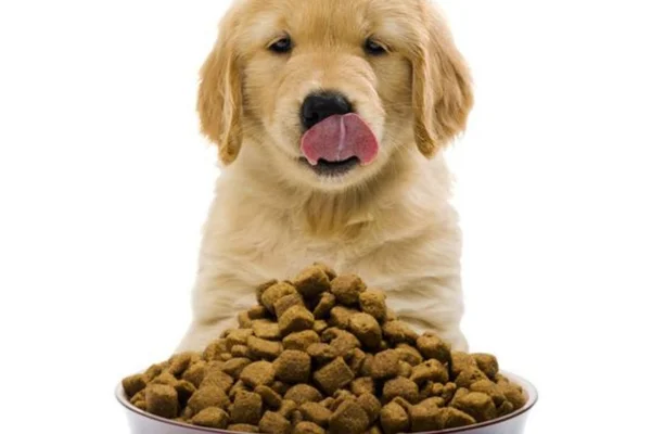 cachorro desejando a ração
