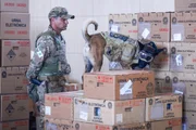 Cães farejadores da PMDF vistoriam urnas eletrônicas a 5 dias do 2° turno - imagem 3