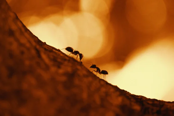 Foto colorida com zoom, de formigas andando sobre a terra - Metrópoles.
