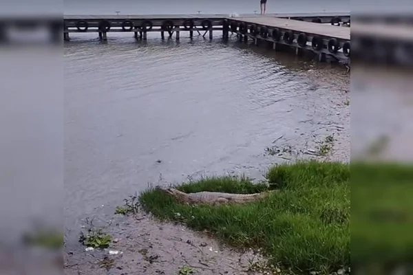 Brasilienses se assustam com jacaré no Lago Paranoá: “Olha o tamanho”