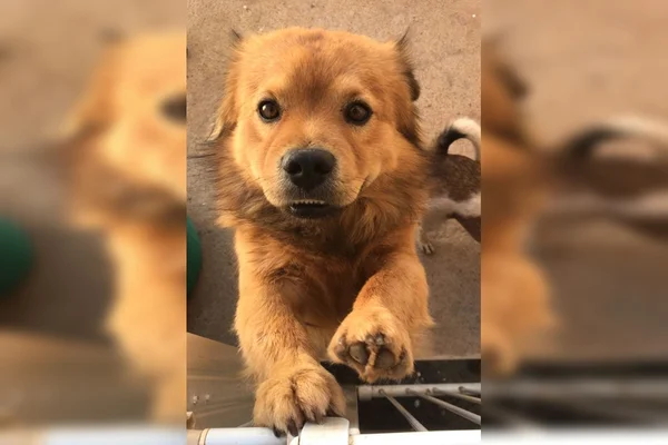 Pet shop perde cachorro e donos pedem ajuda para achá-lo: “Sem sossego”