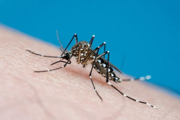 Mosquito vetor de doenças tropicais que pica a pele humana e suga sangue, conhecido transmissor de chikungunya, dengue e febre amarela, no Brasil é comumente chamado de mosquito da dengue. Metrópoles