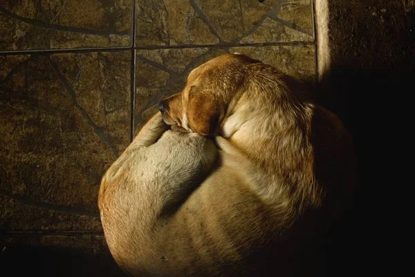 Sarna canina