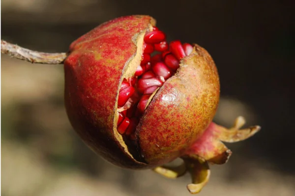 Imagem colorida mostra uma romã, fruta - Metrópoles