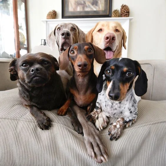 Cachorros