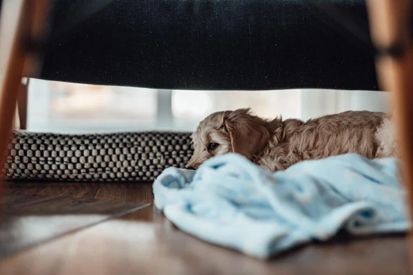 Após tragédia com cão, tutora alerta sobre item “inofensivo” em casa
