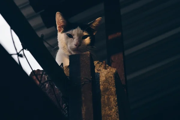 Perdita, a “pior gata do mundo”, é adotada após anúncio divertido