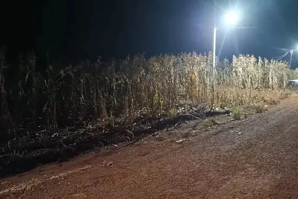 Foto colorida de milharal a noite, com poste de iluminação ao fundo - Metrópoles
