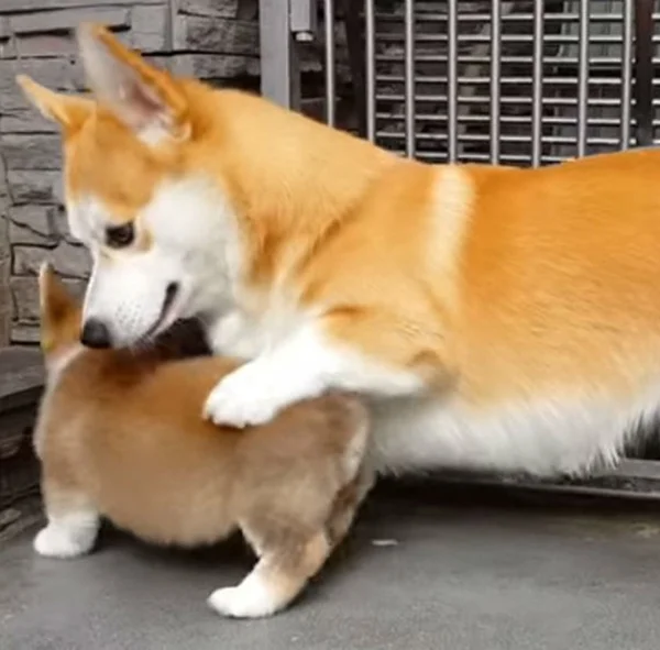Fofura do dia (parte 2): uma mamãe Corgi ensina o filhotinho a sentar