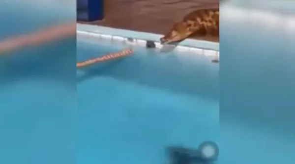 Jacaré invade piscina de clube, em Manaus. Veja vídeo