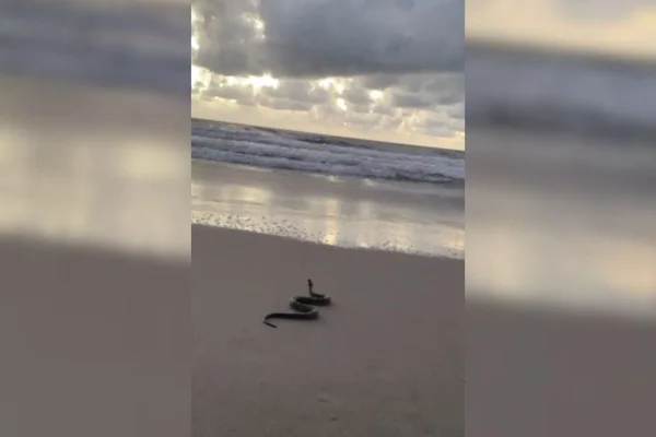 IMAGEM COLORIDA DE COBRA NA PRAIA - METRÓPOLES
