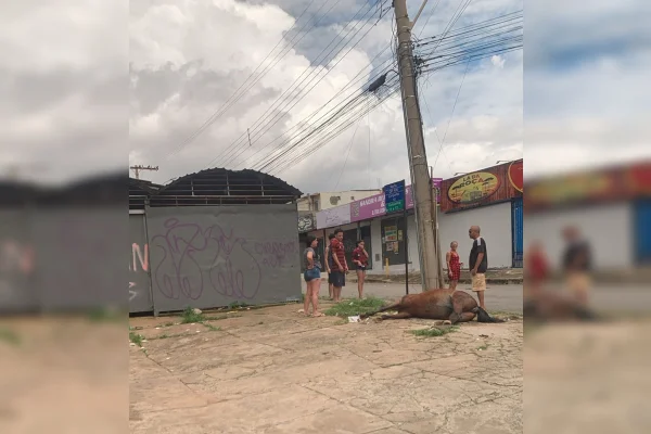 Imagem colorida de cavalo morto a tiros em Samambaia