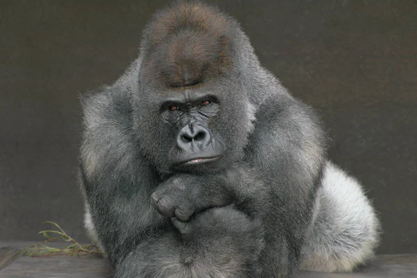 Gorila, no San Diego Zoo