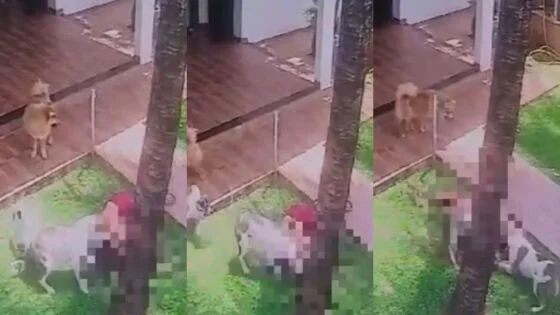 Mulher é atacada pelo próprio Pitbull depois de desmaiar