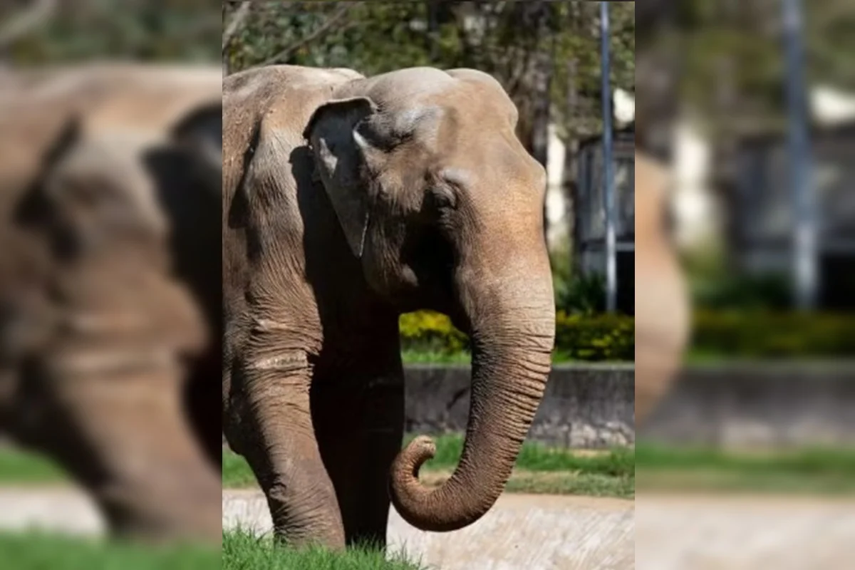Elefante, também conhecido como Sandrão, está sendo transferido para santuário em Mato Grosso Elefante, também conhecido como Sandrão, está sendo transferido para santuário em Mato Grosso
