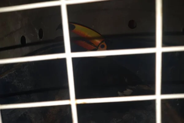 Tucano, coruja e saruê: PM resgata três animais em menos de 24h no DF