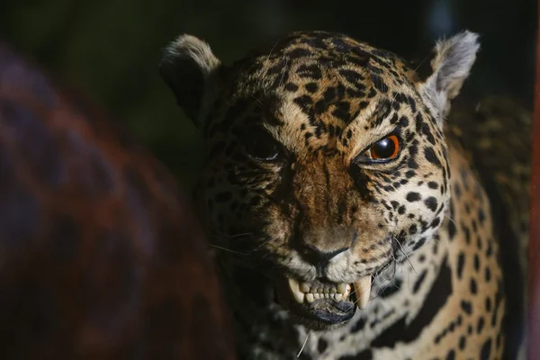acervo do taxidermista, empalhador de animais, josé hidasi, em goiânia. ele é conhecido internacionalmente pela técnica