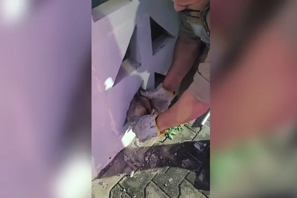 Cachorro é resgatado após ficar com a cabeça presa em cobogó no Ceará