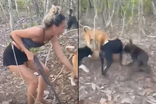 Ibama apreendeu cães e rifle usado para caçar onça