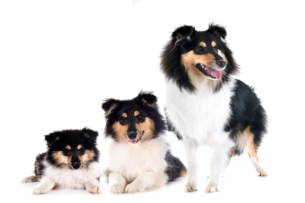 cachorro em diferentes fases da vida