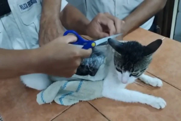 Foto colorida de gato com pacotes de drogas presos ao corpo - Metrópoles