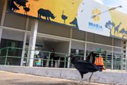 Zoo teve irerê e emu mortos por gripe aviária