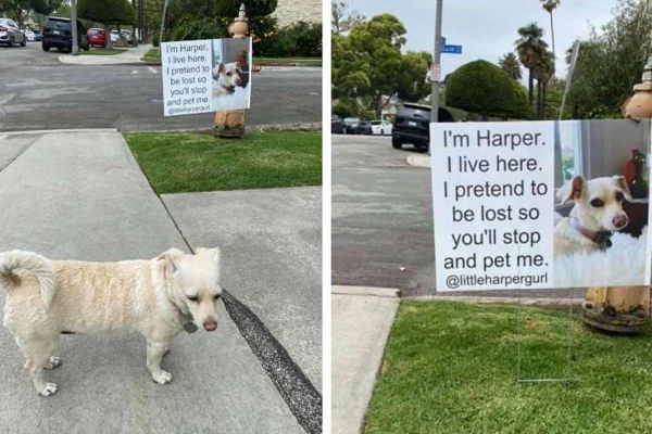Cachorra carente que pede carinho para pessoas na rua