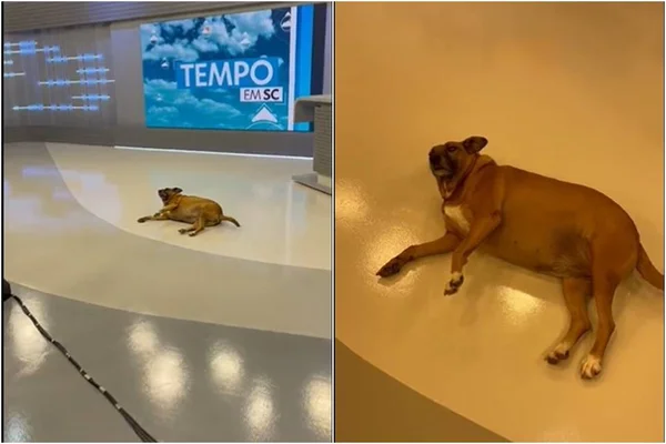 Cachorro deitado descansando em estúdio