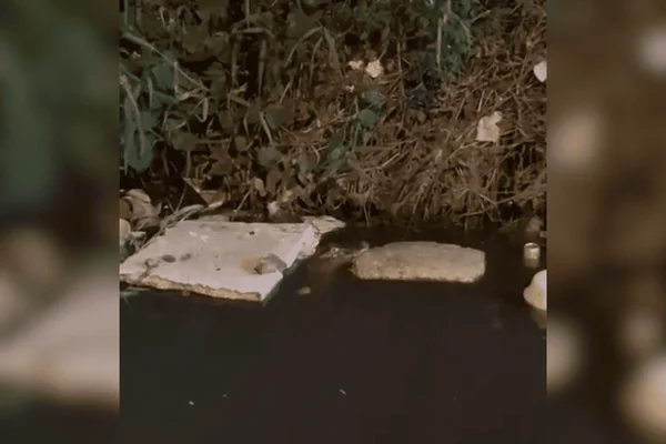 Jacaré é visto por moradores de São Vicente em canal da região