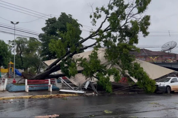 Imagens coloridas mostram árvore gigante caída sobre carro após ventania
