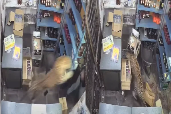 Após atacar três pessoas em Todaraisingh, na Índia, o leopardo foi resgatado ao fim de uma operação de cinco horas