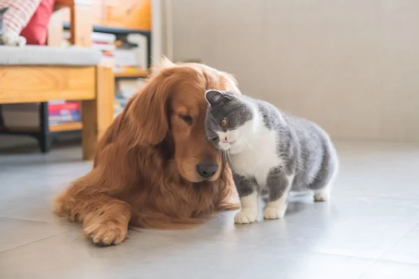 cachorro caramelo com um gato cinza