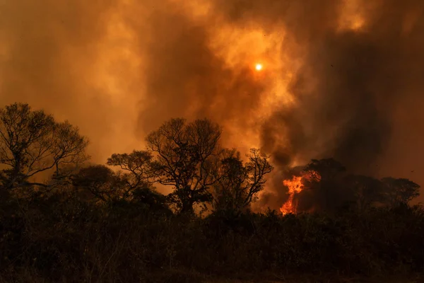 Queimada no Pantanal brasileiro em 2020