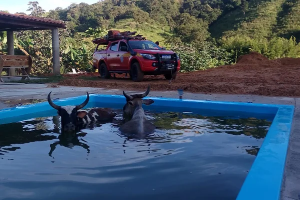 vacas caem em piscina