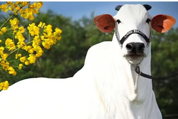 Foto colorida da vaca Carina - Metrópoles
