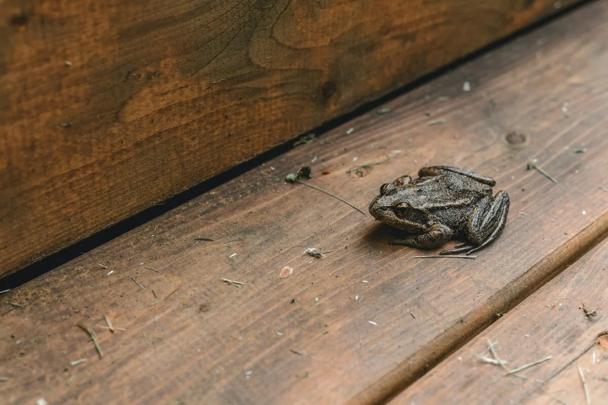 Entrou um sapo em casa? Retirada do animal pode proteger humanos e pets