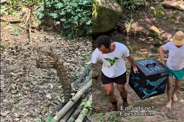 Vídeo: Ney Matogrosso participa de soltura de jiboia e emociona a web