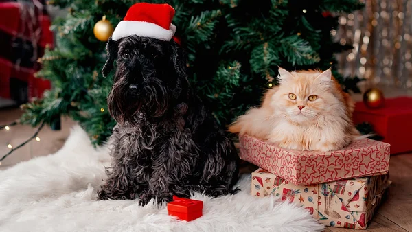 Veterinária orienta como incluir seus pets nas festas de fim de ano
