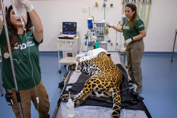 Onça-pintada doa sangue em procedimento inédito no Brasil