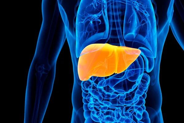 Ilustração colorida de fígado em corpo humano - Metrópoles