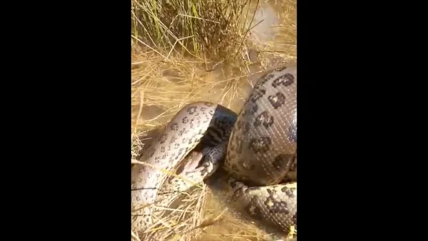 Sucuri matou cobra da mesma espécie em Mato Grosso