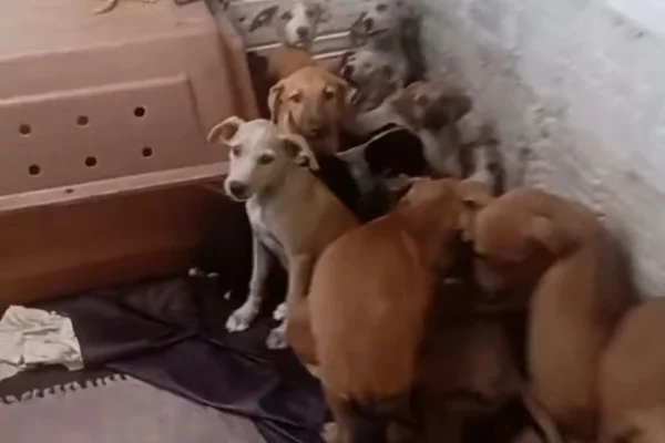 Imagem colorida, Espaço atende cachorros, gatos, porcos, répteis e equinos- Metrópoles